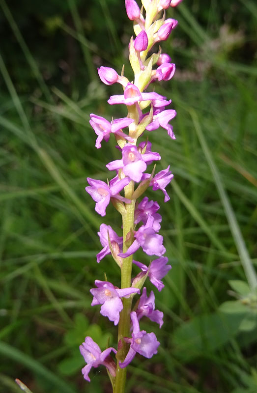 sono 2......Gymnadenia odoratissima ?....s !